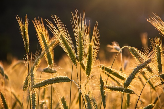 wheat in a field