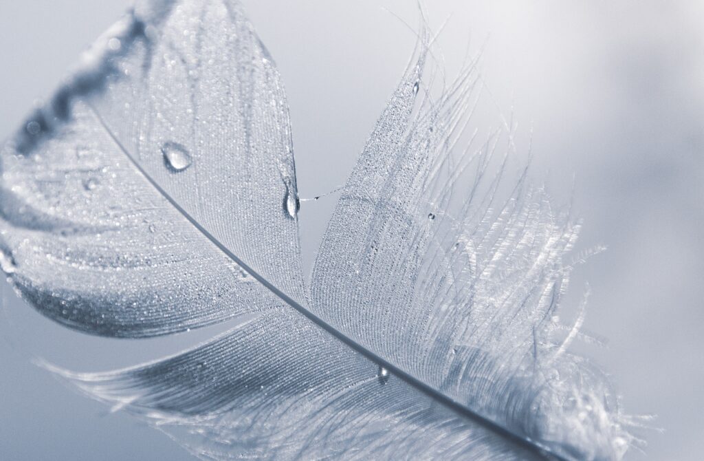 down feather