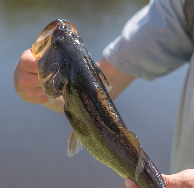 someone holding largemouth bass