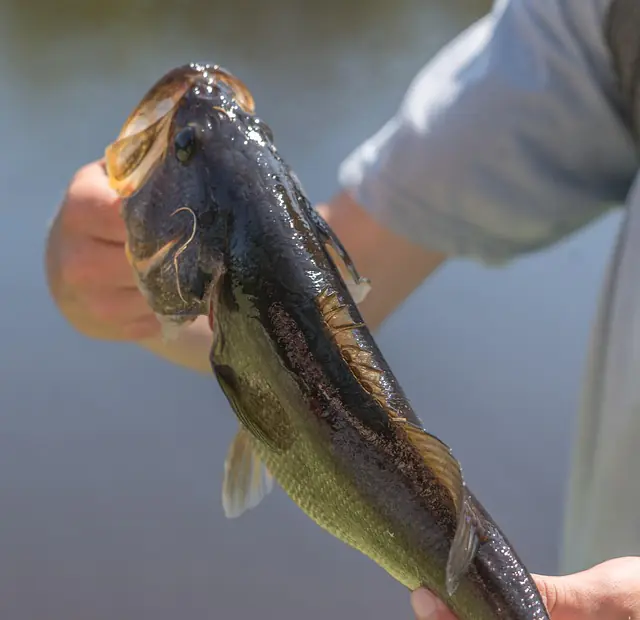 someone holding largemouth bass